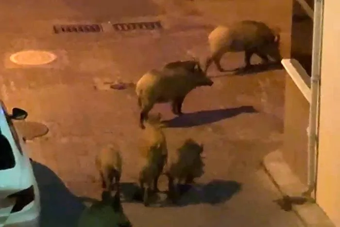 Kuşadası'nda gece yarısı sürpriz ziyaretçiler: Sokakları domuz sürüsü bastı