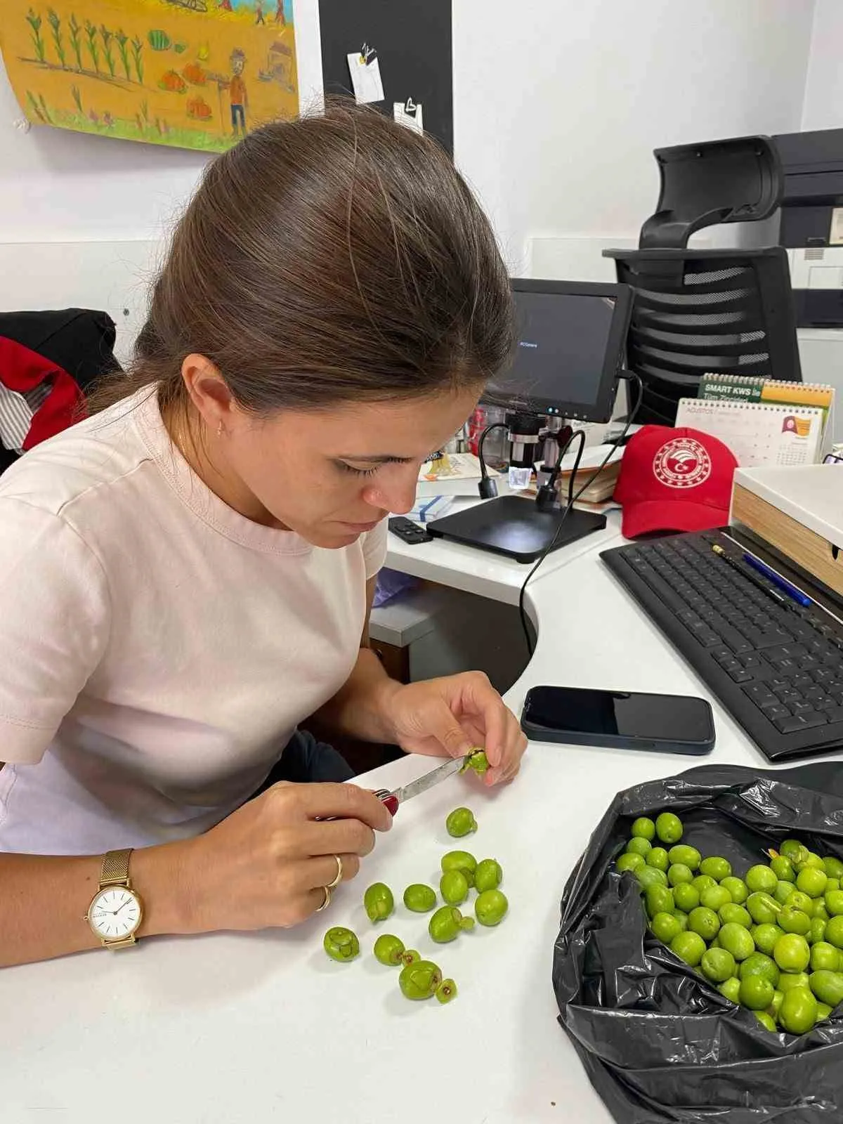 Salihli’de Zeytin Sineği Tehdidi: Üreticilere 29-31 Ağustos İçin Kritik İlaçlama Çağrısı