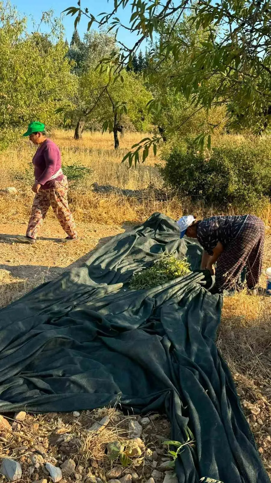Datça’da hasat mesaisi gün doğmadan başlıyor: Nurlu bademler tezgaha iniyor