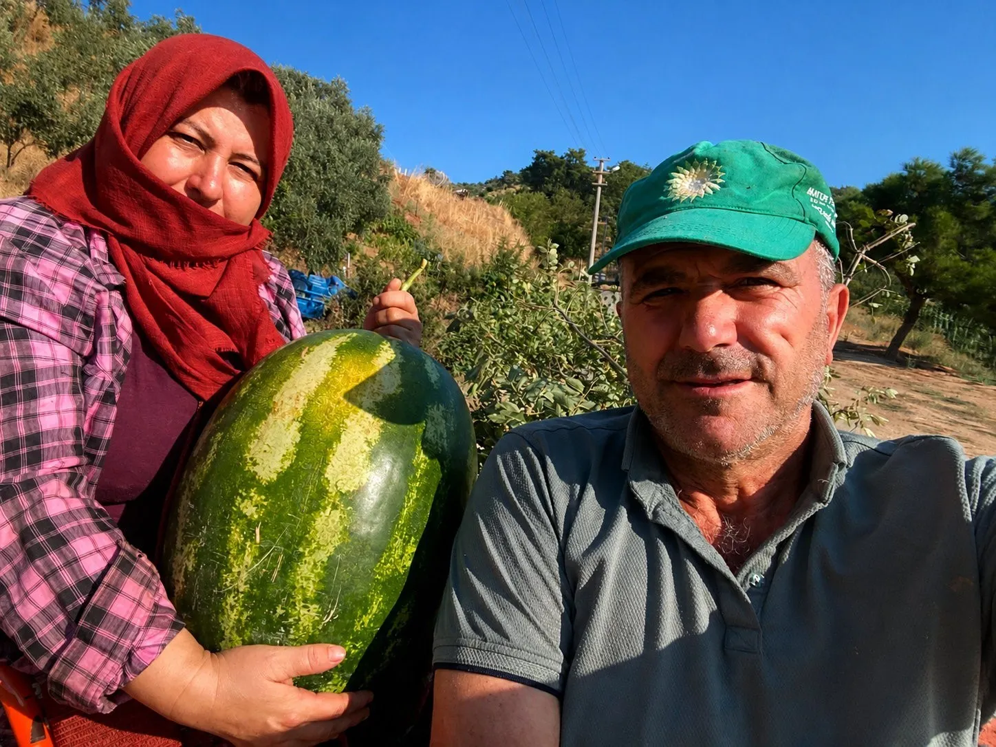 İncirin başkentinde şaşırtan manzara: 550 rakımda dev hasat dönemi
