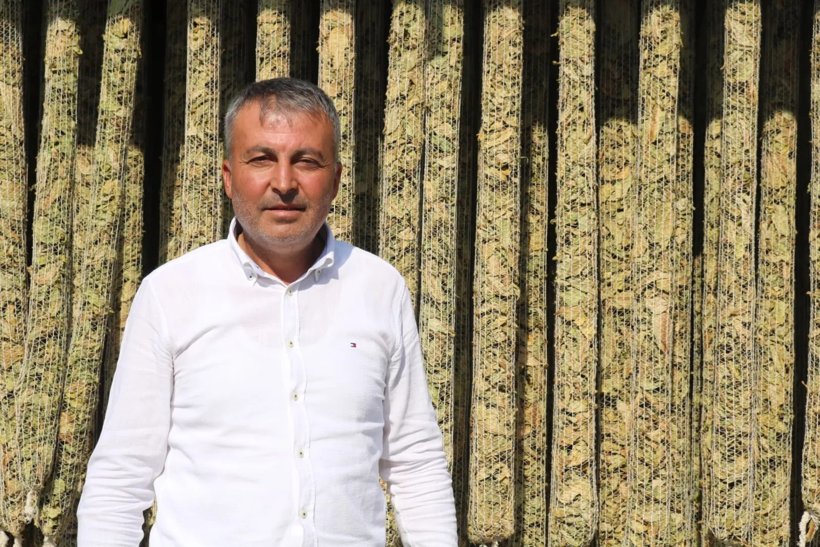 Çivril’de meyve bahçelerine veda: Çiftçi rotayı tütüne çevirdi