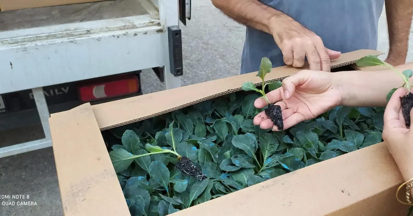 Aydınlı çiftçinin kışlık mesaisi başladı: 300 bine yakın fide hibe ediliyor
