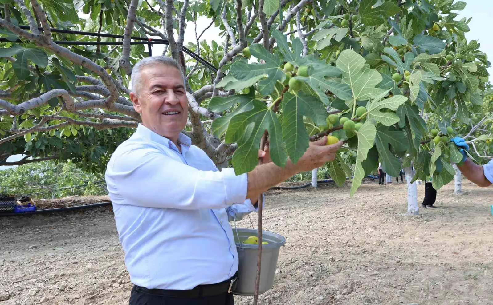 Aydın'ın bereketli topraklarında hasat heyecanı: İncirin başkentinde mesai şafakla başlıyor