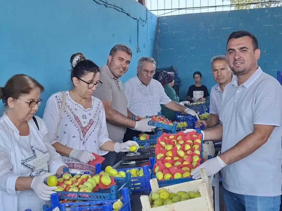 Buharkent incirinde Fusarium alarmı: Uzmanlar sahaya indi