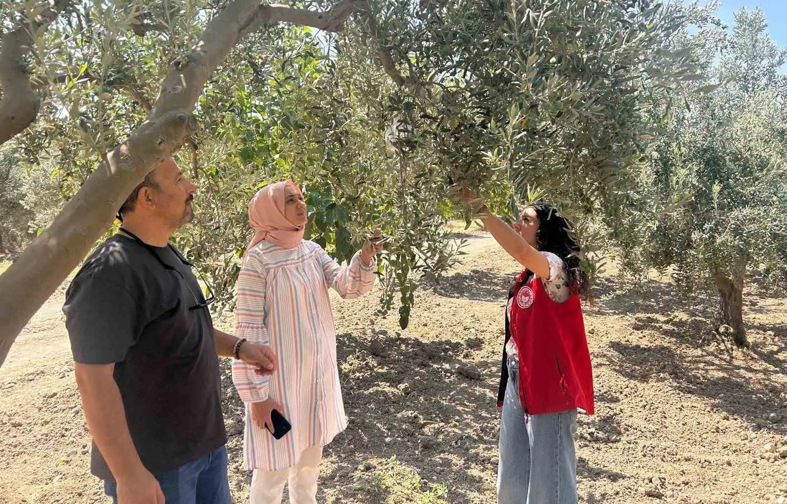 Manisa zeytinliklerinde kritik nöbet: Hasat öncesi sinek alarmı