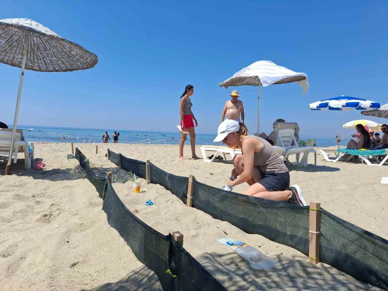 Ege’de caretta caretta sevinci: 504 yavru denizle buluştu