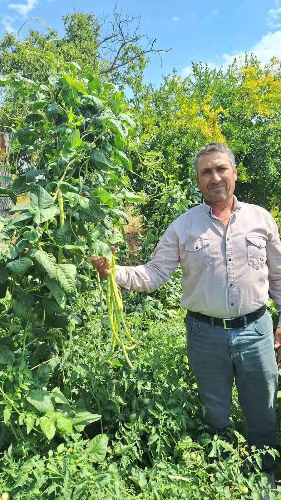Sarıgöl’ün yayla börülcesi Ege’nin sofralarına taşınıyor: Üretici yoğun ilgiden memnun
