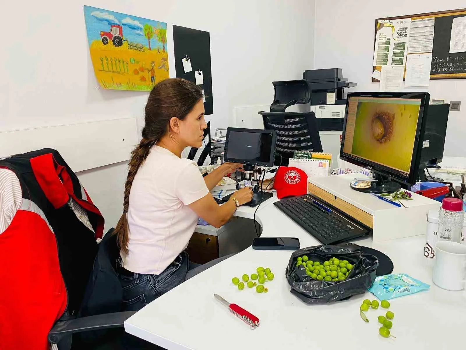 Salihli’de Zeytin Sineği Tehdidi: Üreticilere 29-31 Ağustos İçin Kritik İlaçlama Çağrısı