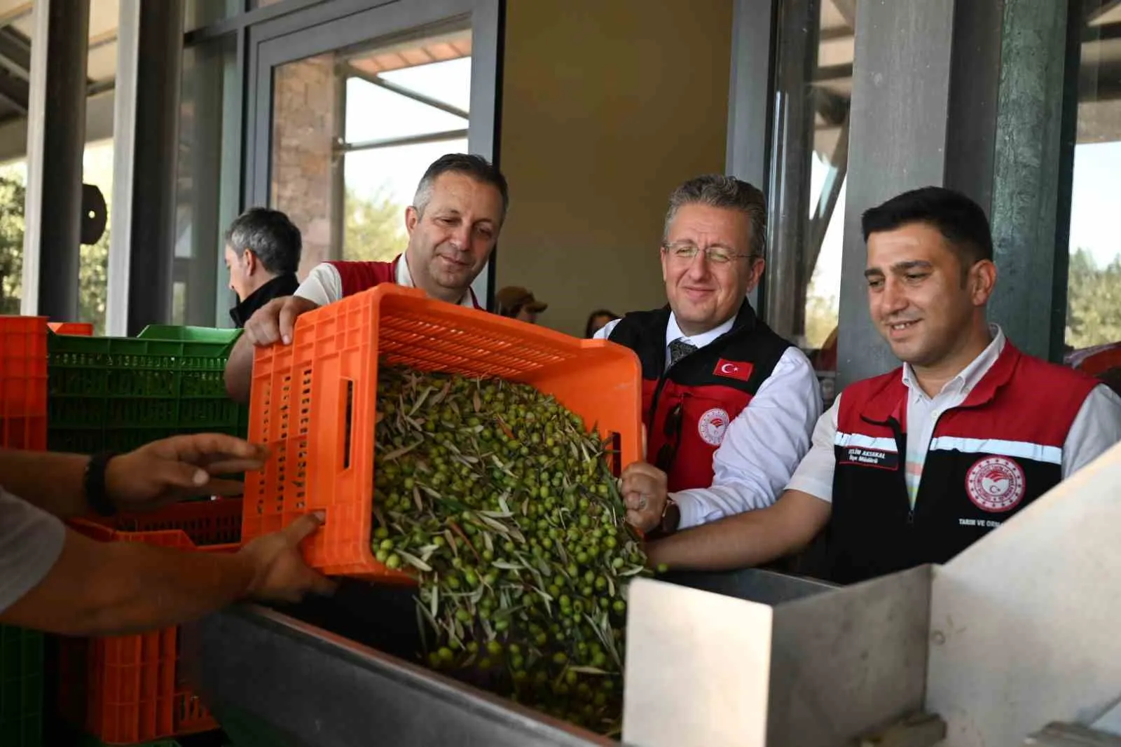Ege'nin zeytin bahçelerinde sezon bereketi: İlk hasat Dikili'de yapıldı