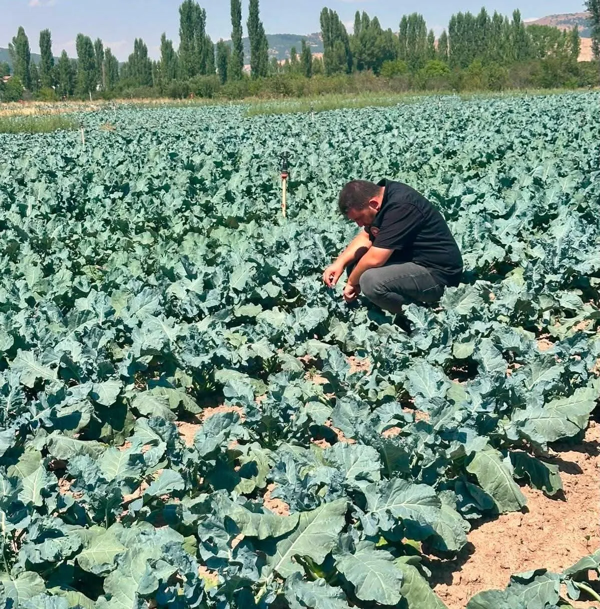 Sinanpaşa’da Brokoli Tarlalarında Üreticiye Yerinde Rehberlik