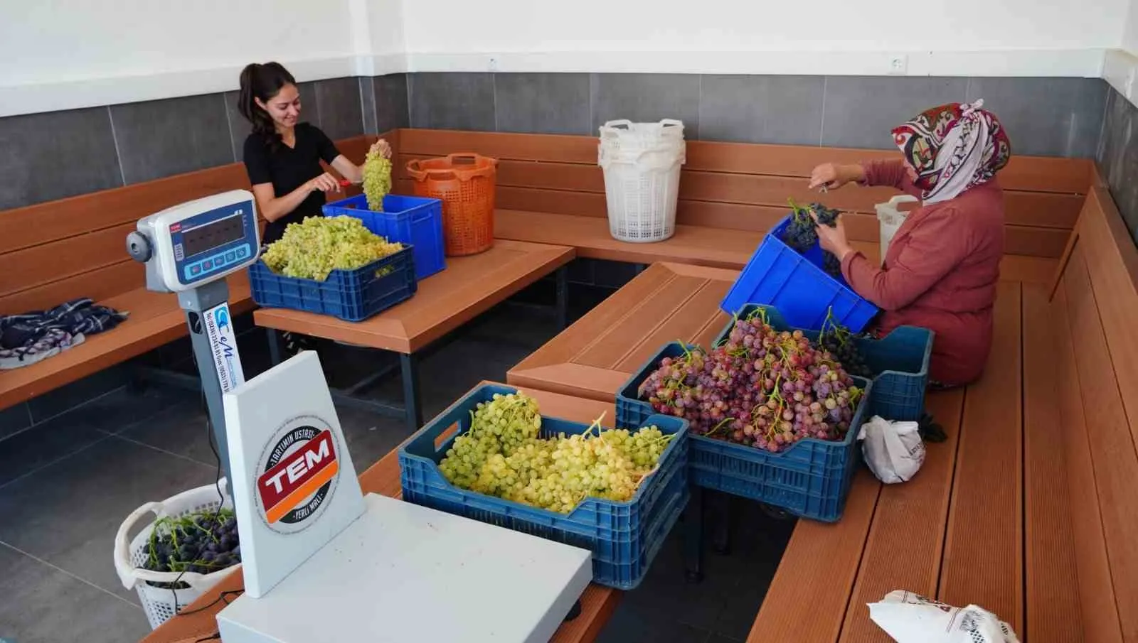 Bağda yetişen çilek lezzeti: Bronx Seedless sofralara farklı bir aroma getiriyor