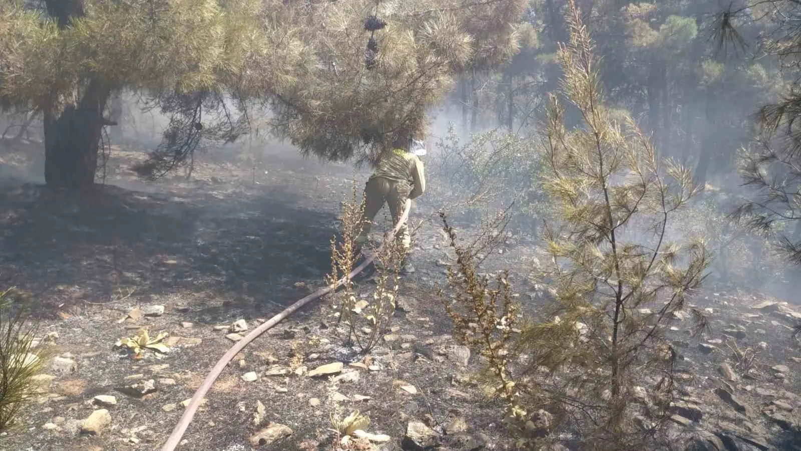 Bekilli’de orman alarmı: Ekipler alevlere geçit vermedi