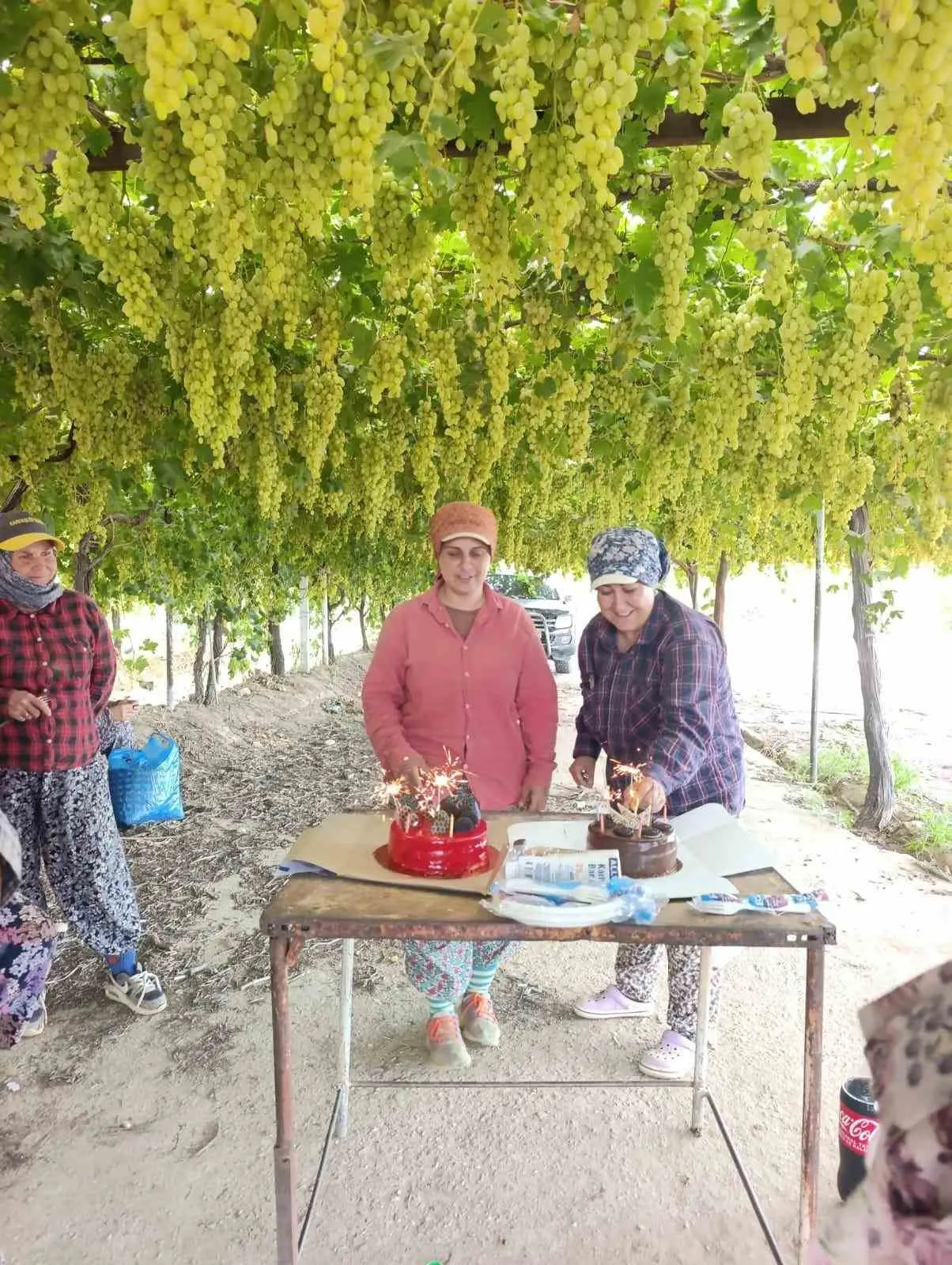 Bağda Ter Döken İşçiye Mesai Arkadaşından Pasta Sürprizi