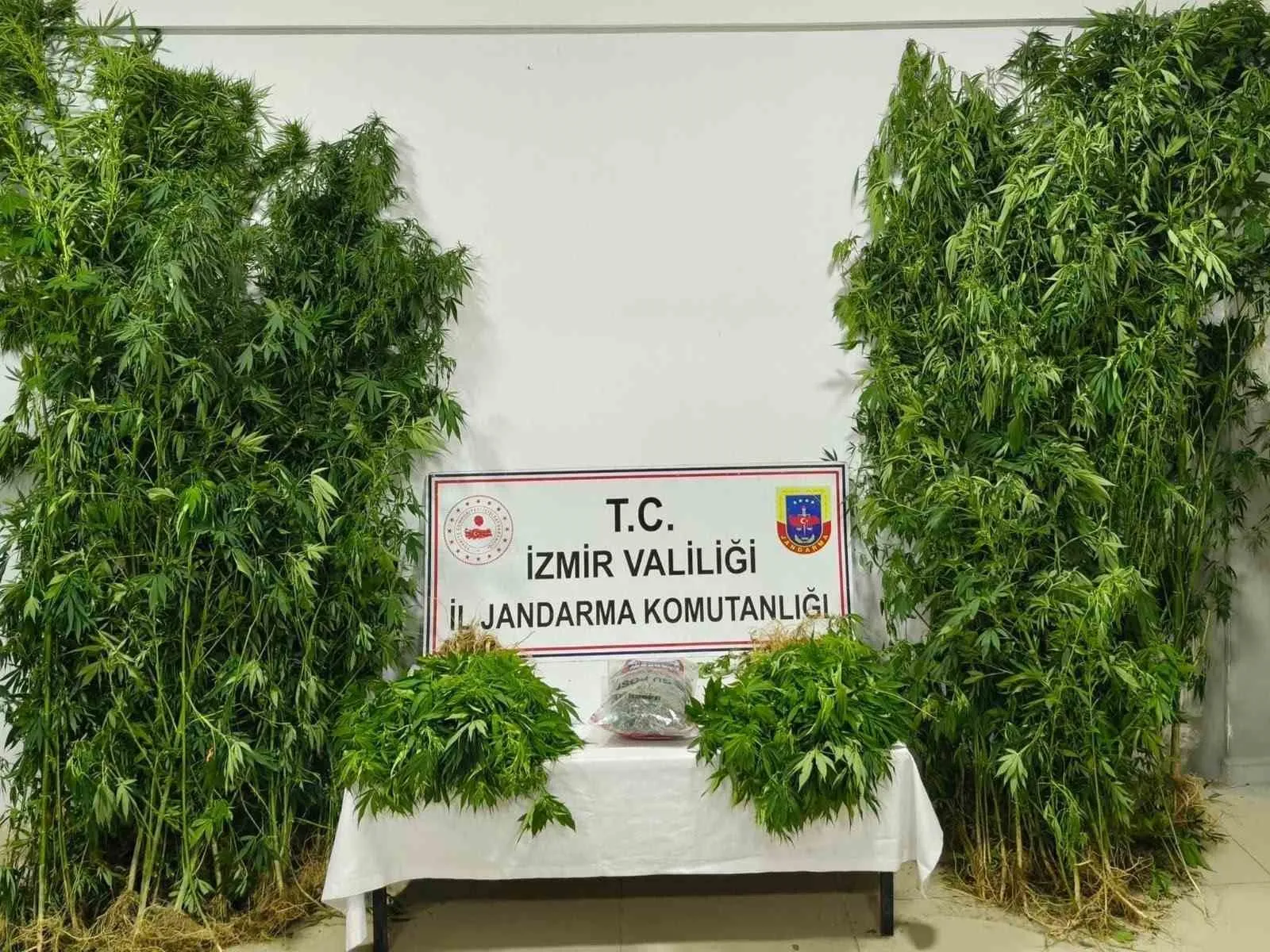 İzmir'de zehir operasyonu: Jandarmadan üç ilçeye eş zamanlı darbe