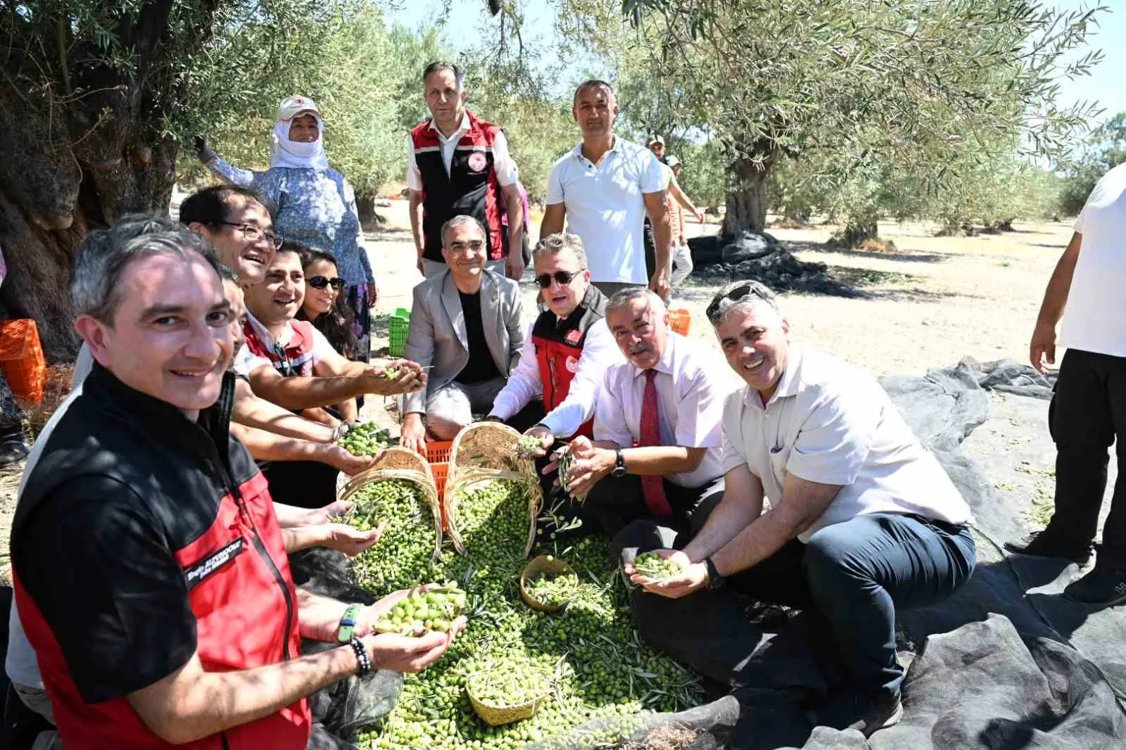 Ege'nin zeytin bahçelerinde sezon bereketi: İlk hasat Dikili'de yapıldı