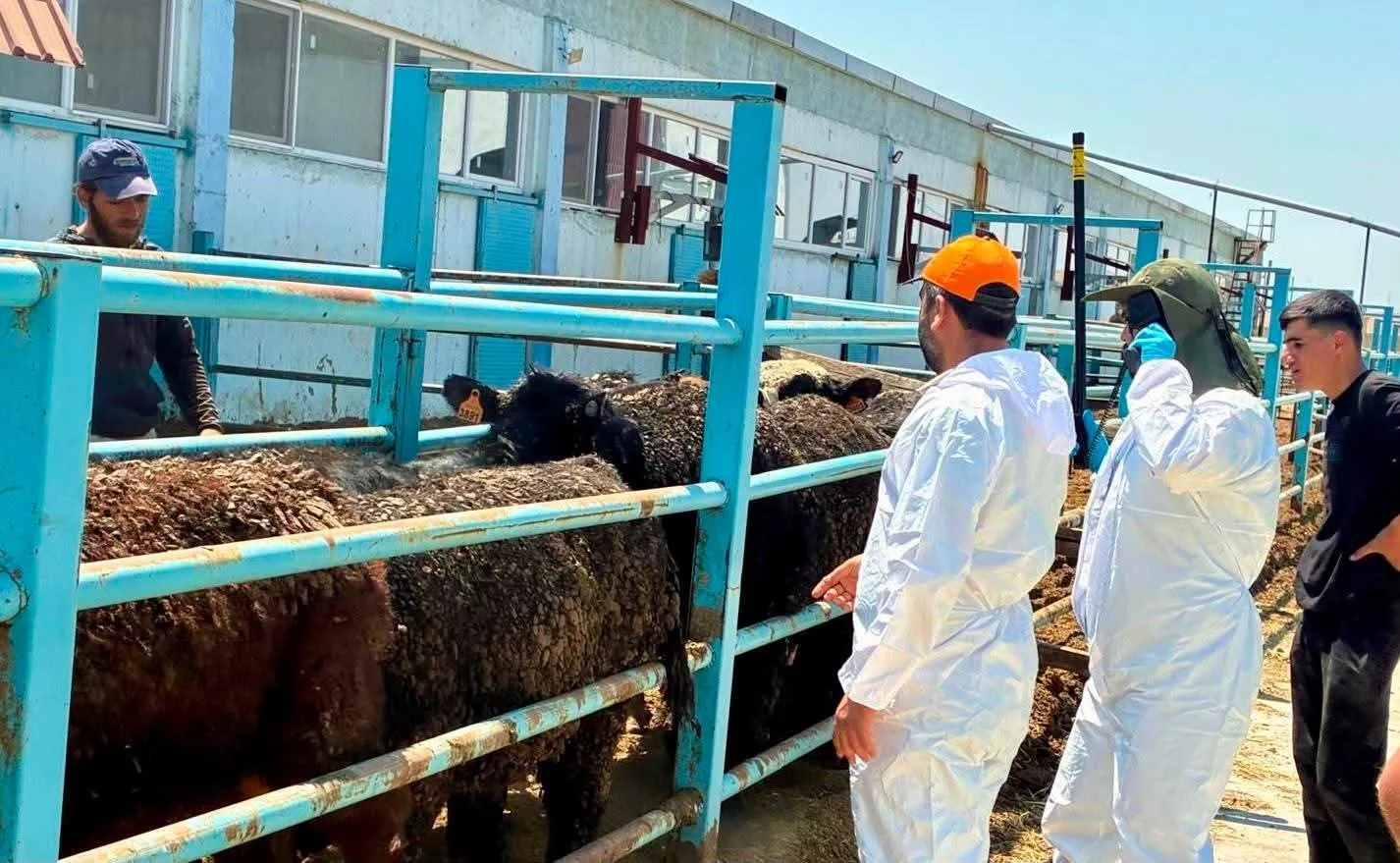 Çay'da hayvancılıkta titiz denetim: İthal hayvanlar mercek altında