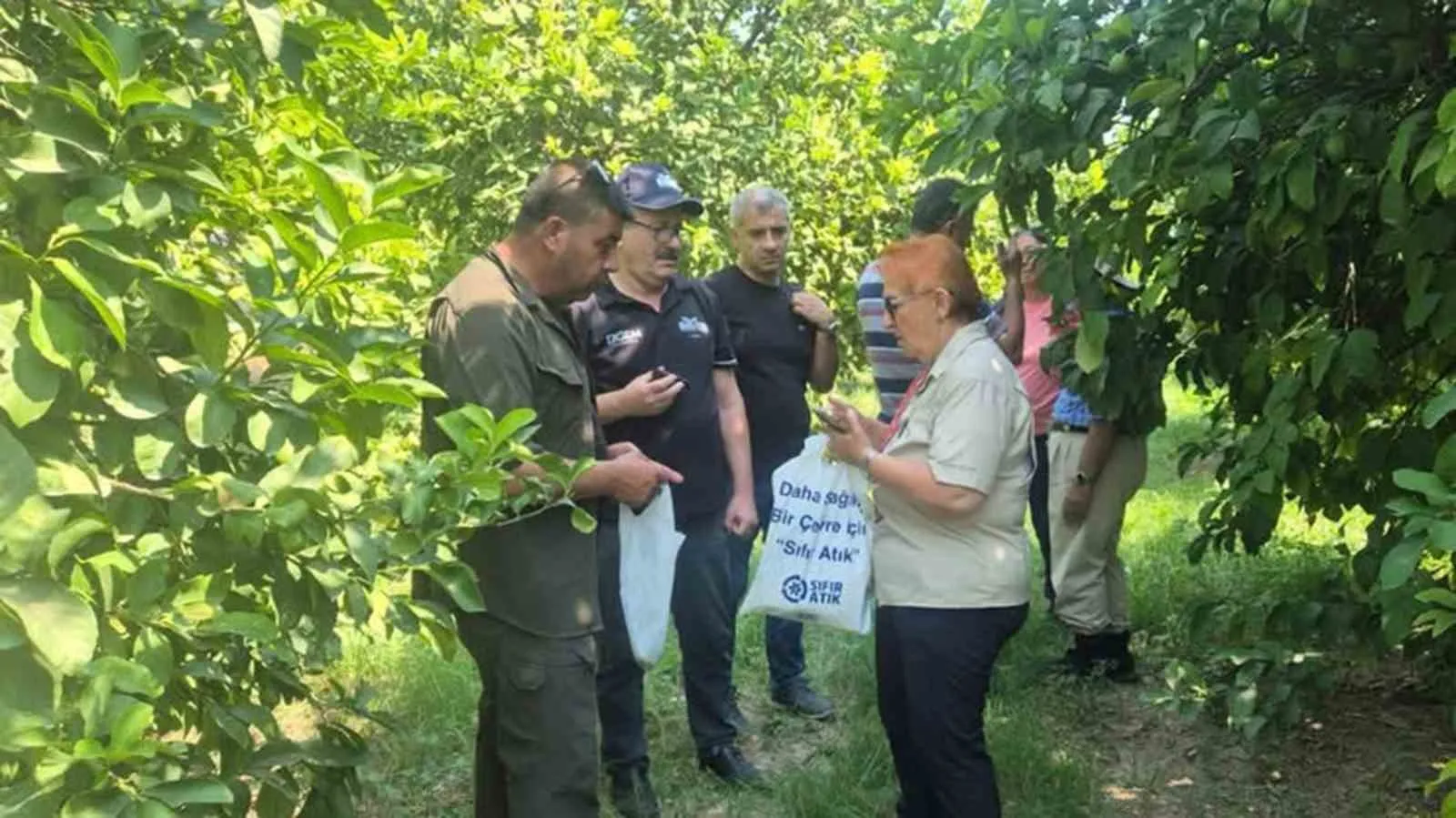 Muğla’da turunçgil bahçelerinde doğa dostu devrim: Zararlılarla biyolojik savaş
