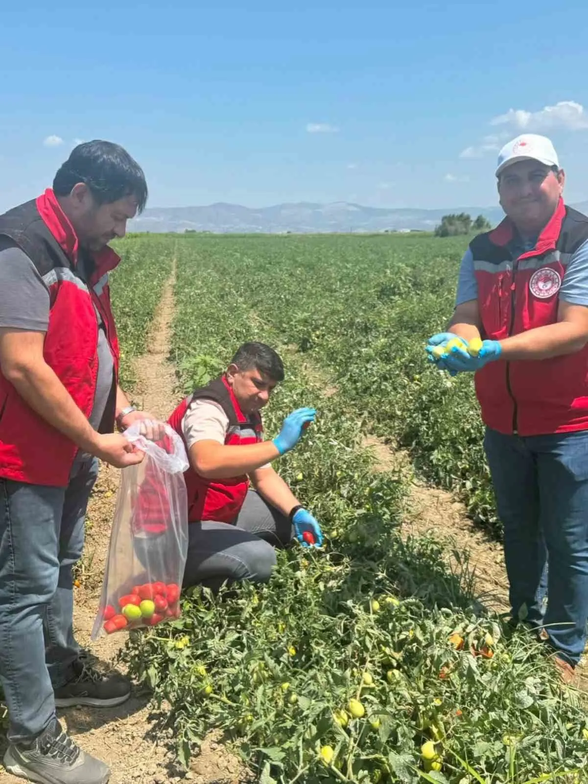 Manisa’da tarladan sofraya güvenli gıda denetimi: Organik ürünler laboratuvara taşınıyor