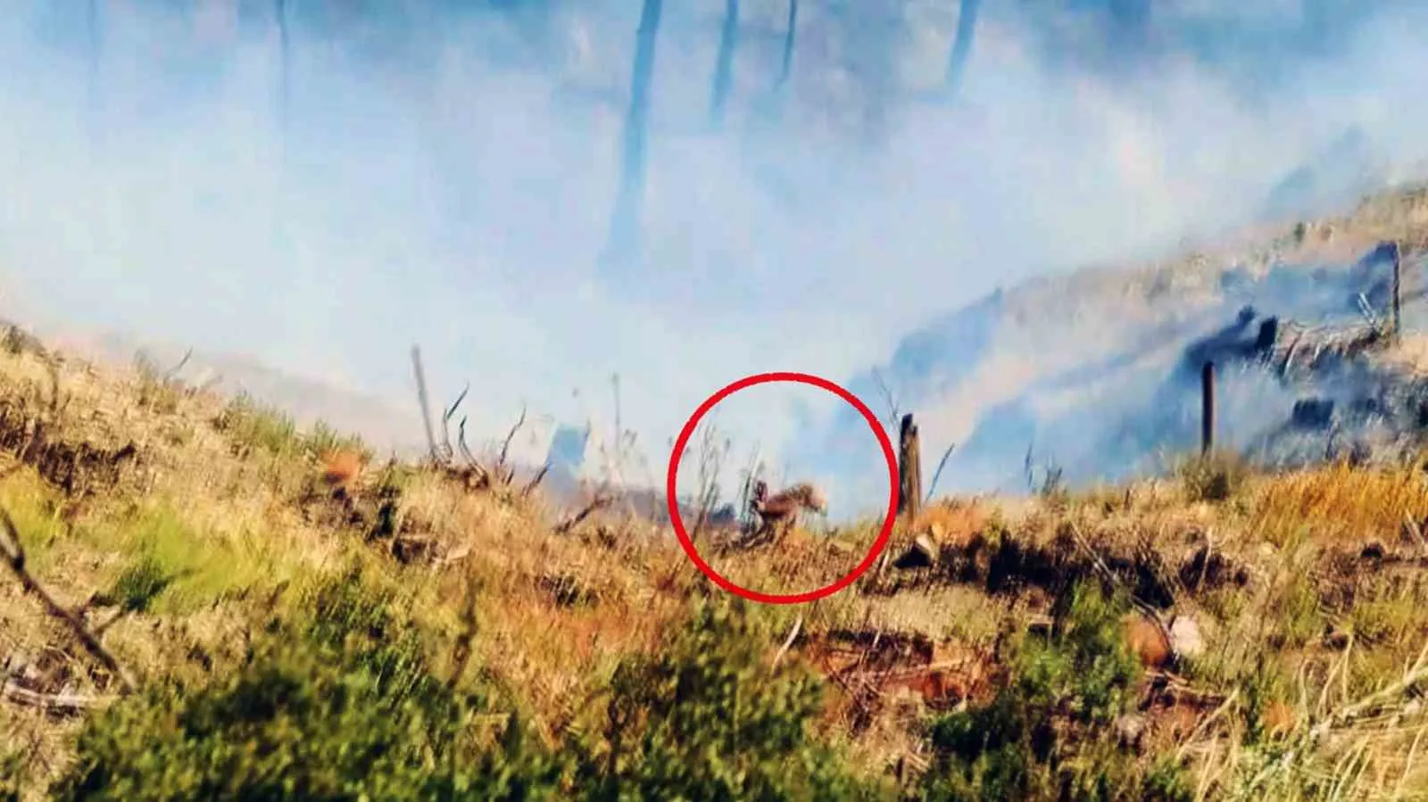 Alevlerin gölgesinde hayatta kalma mücadelesi: Doğanın sessiz tanıkları görüntülendi