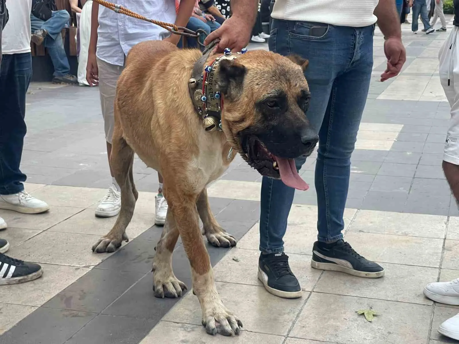 Şehrin kalbinde sıra dışı kortej: 853 yıllık miras yeniden sahnede