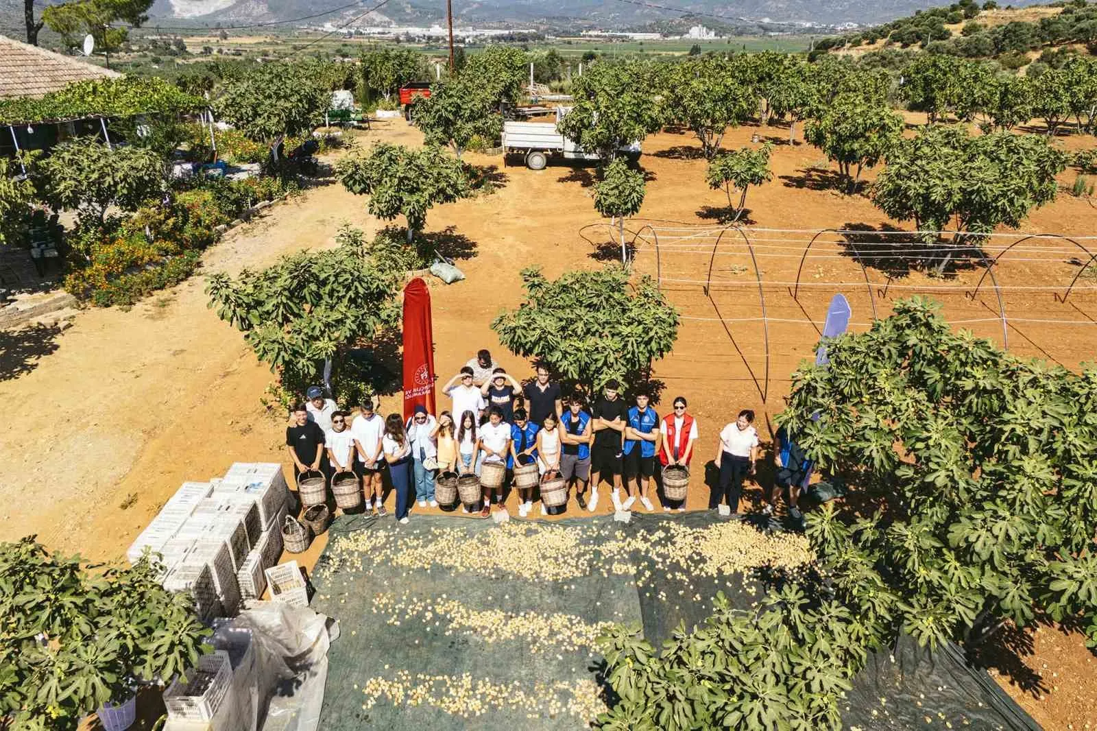 Gençler Germencik’te kolları sıvadı: İncir bahçesinde hasat mesaisi