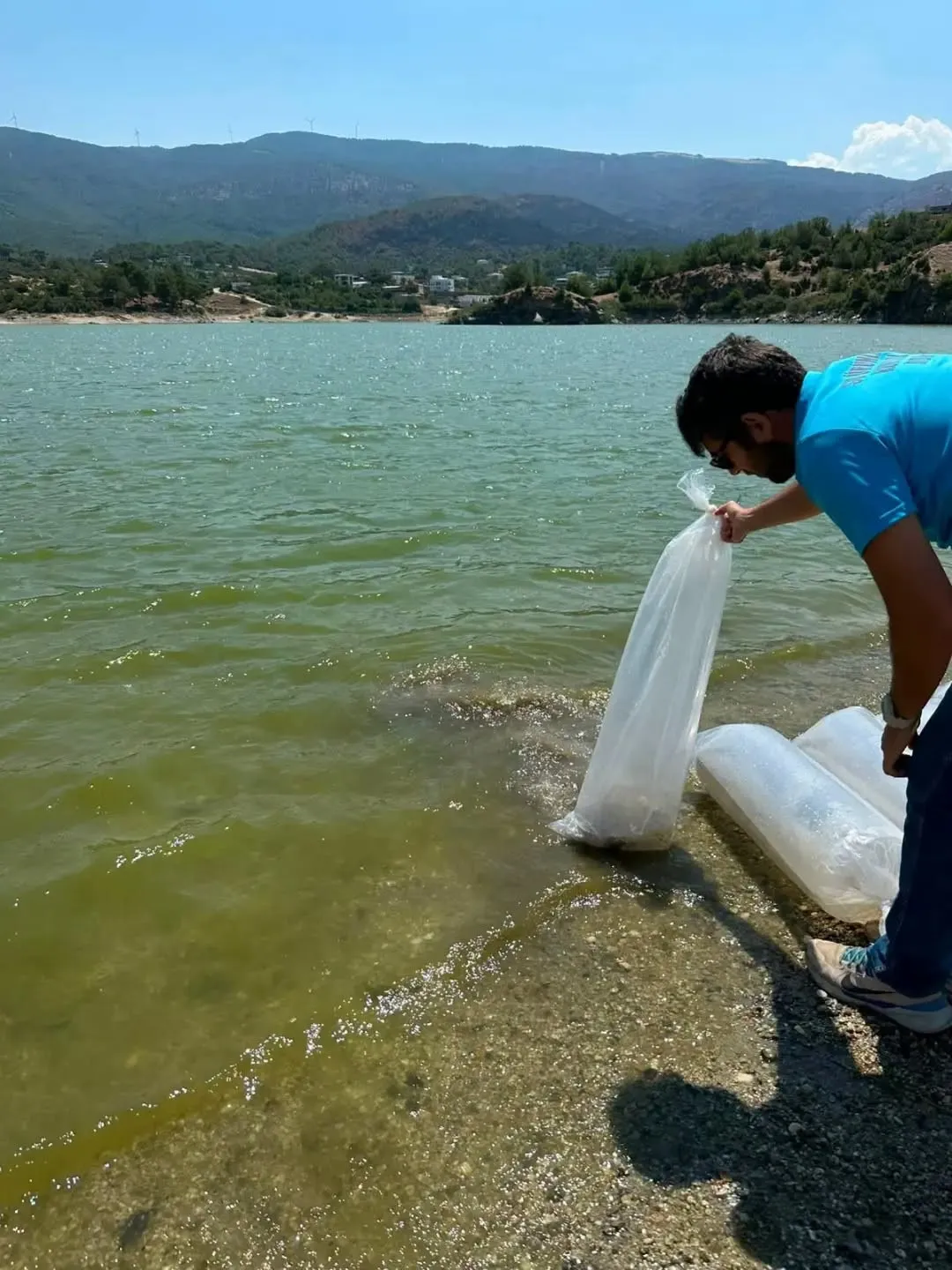 Aydın’ın su kaynaklarına devasa dokunuş: 500 bini aşkın sazan yavrusu doğaya salındı