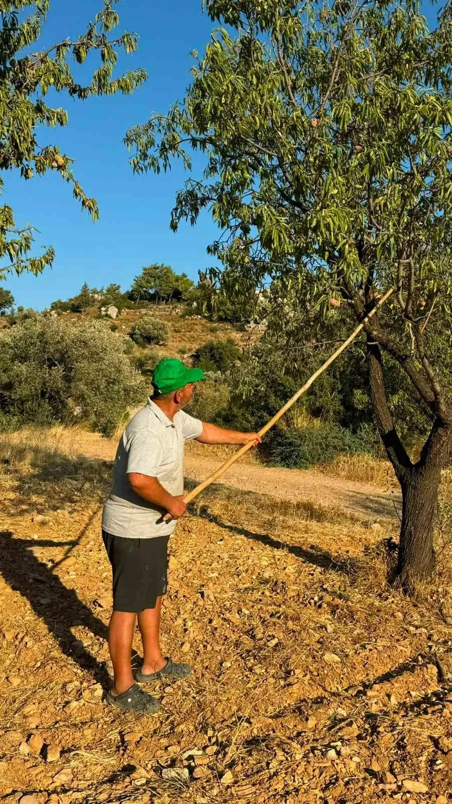 Datça’da hasat mesaisi gün doğmadan başlıyor: Nurlu bademler tezgaha iniyor