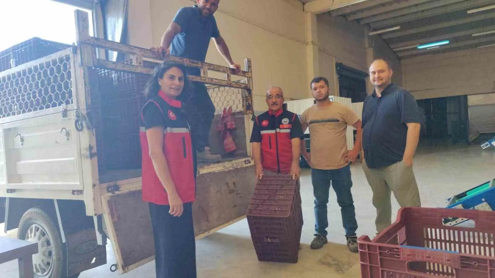 Nazilli’de İncir Üreticisine Hasat Öncesi Modern Kasa Desteği