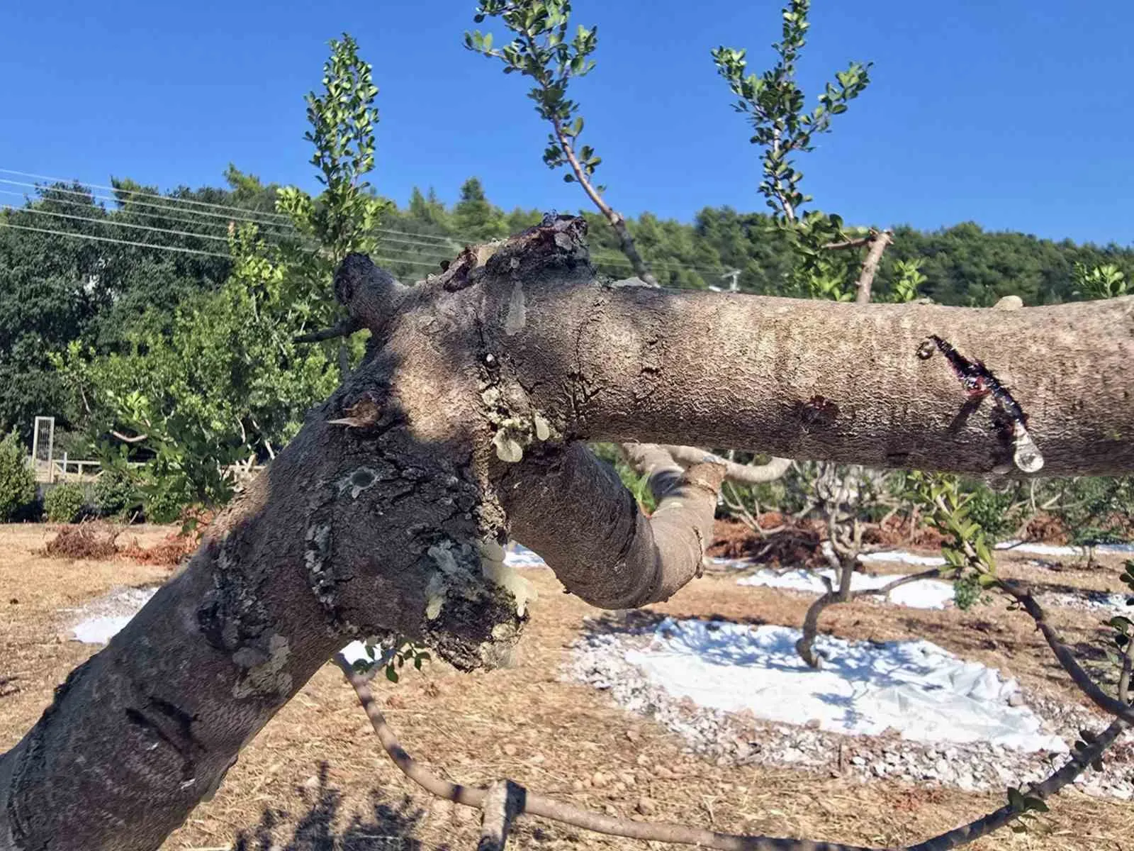 On bir yıllık sabrın sonu: Muğla’da sakız bahçelerinde ilk ürün heyecanı