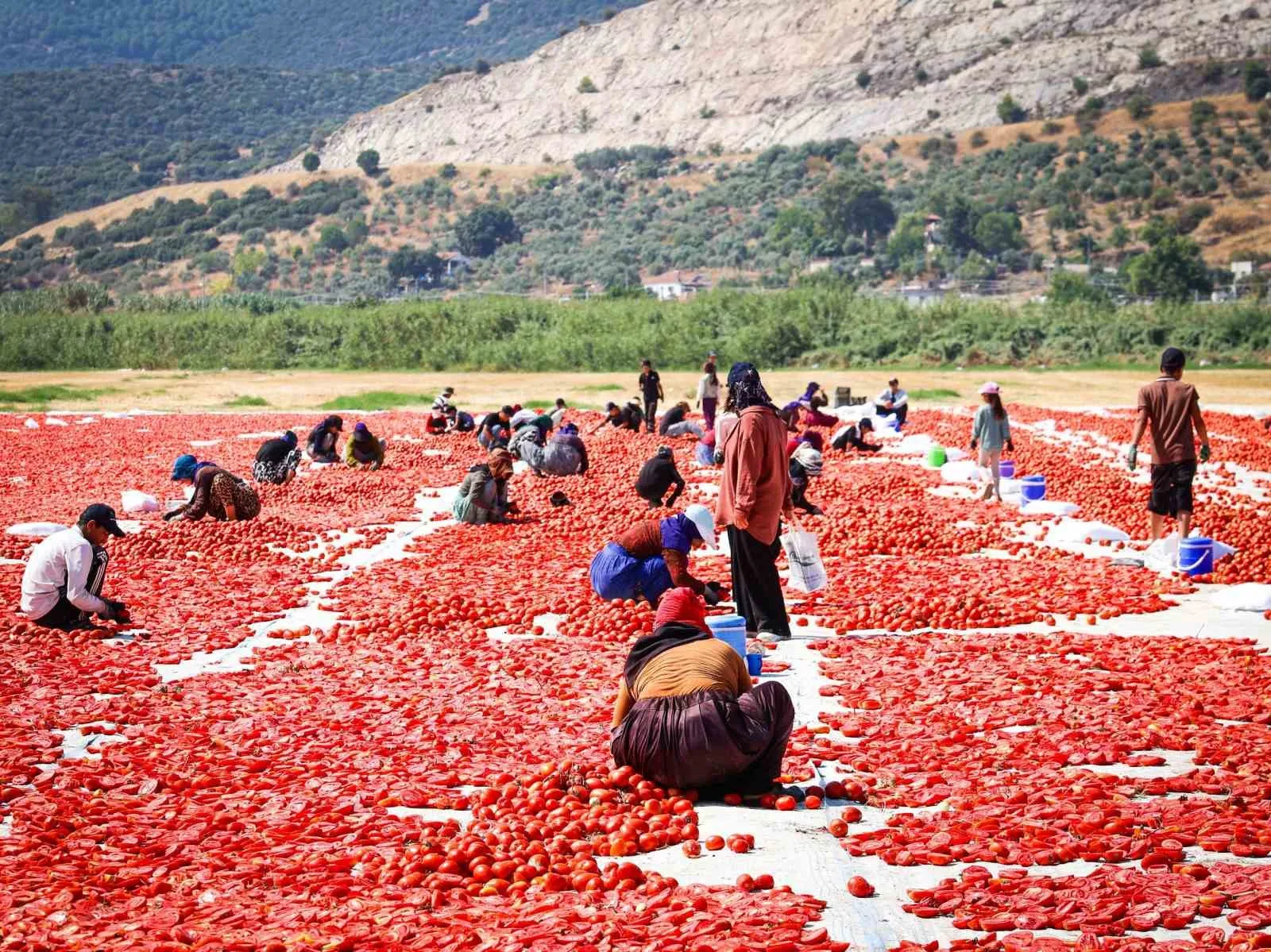 Torbalı’nın kırmızı hazinesi dünya mutfaklarına yolculuk için hazır