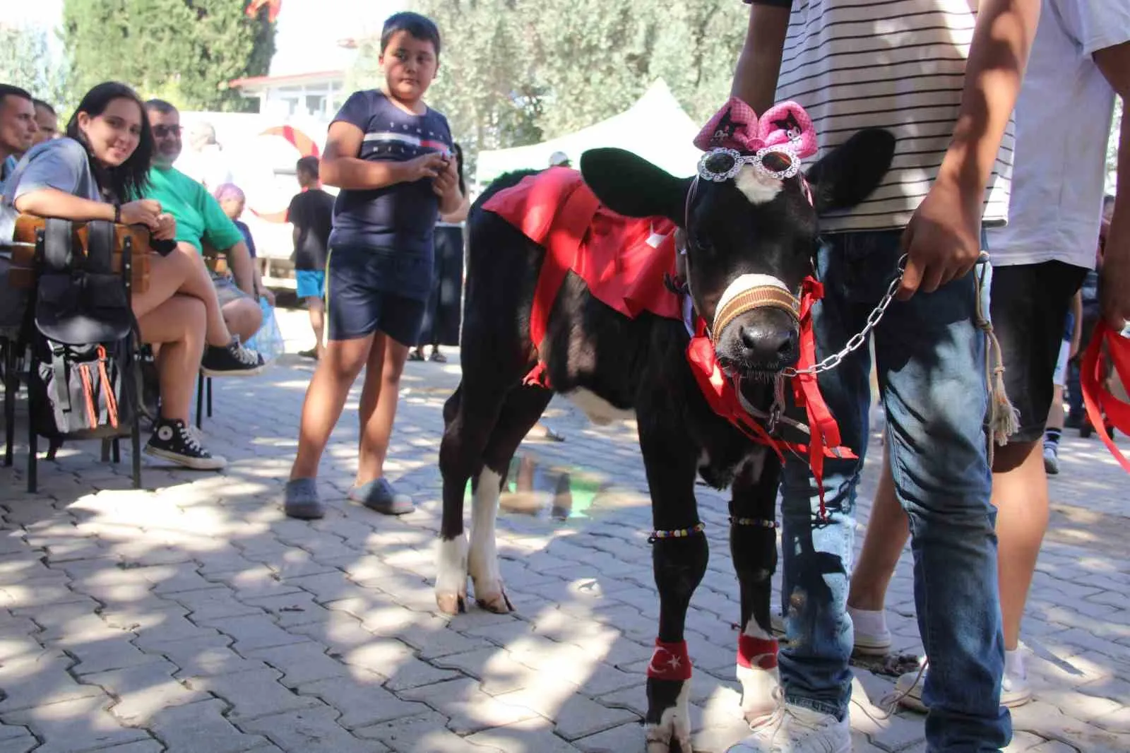 Yerkesik’te 38 Yıllık Gelenek: Minik Buzağılar Görkemli Podyumda Boy Gösterdi