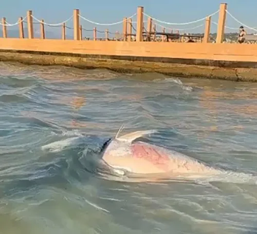 ** Çeşme ve Karaburun'da Ölü Orkinos Alarmı: Uzmanlardan Kritik Uyarı
