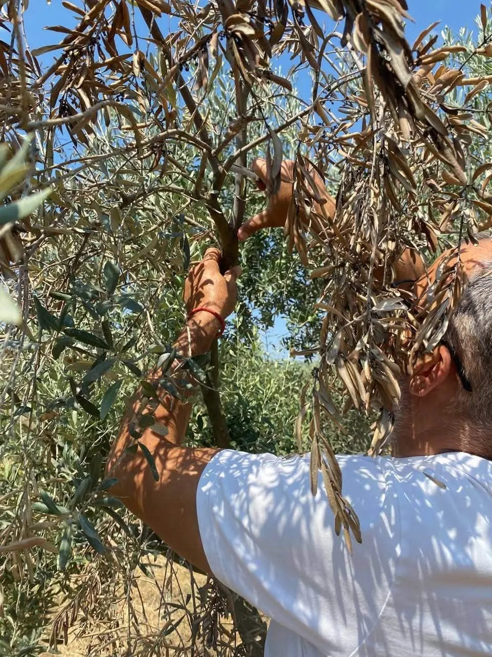 Zeytin bahçelerinde gizli tehlikeye karşı seferberlik: Uzmanlar sahada