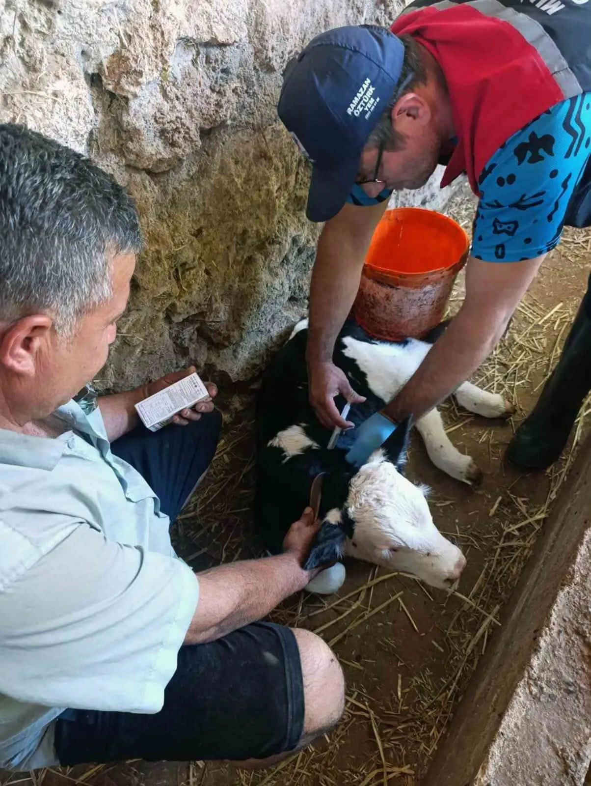Muğla'da buzağı ölümlerine karşı 7/24 ihbar hattı: İlk 24 saat hayati önem taşıyor