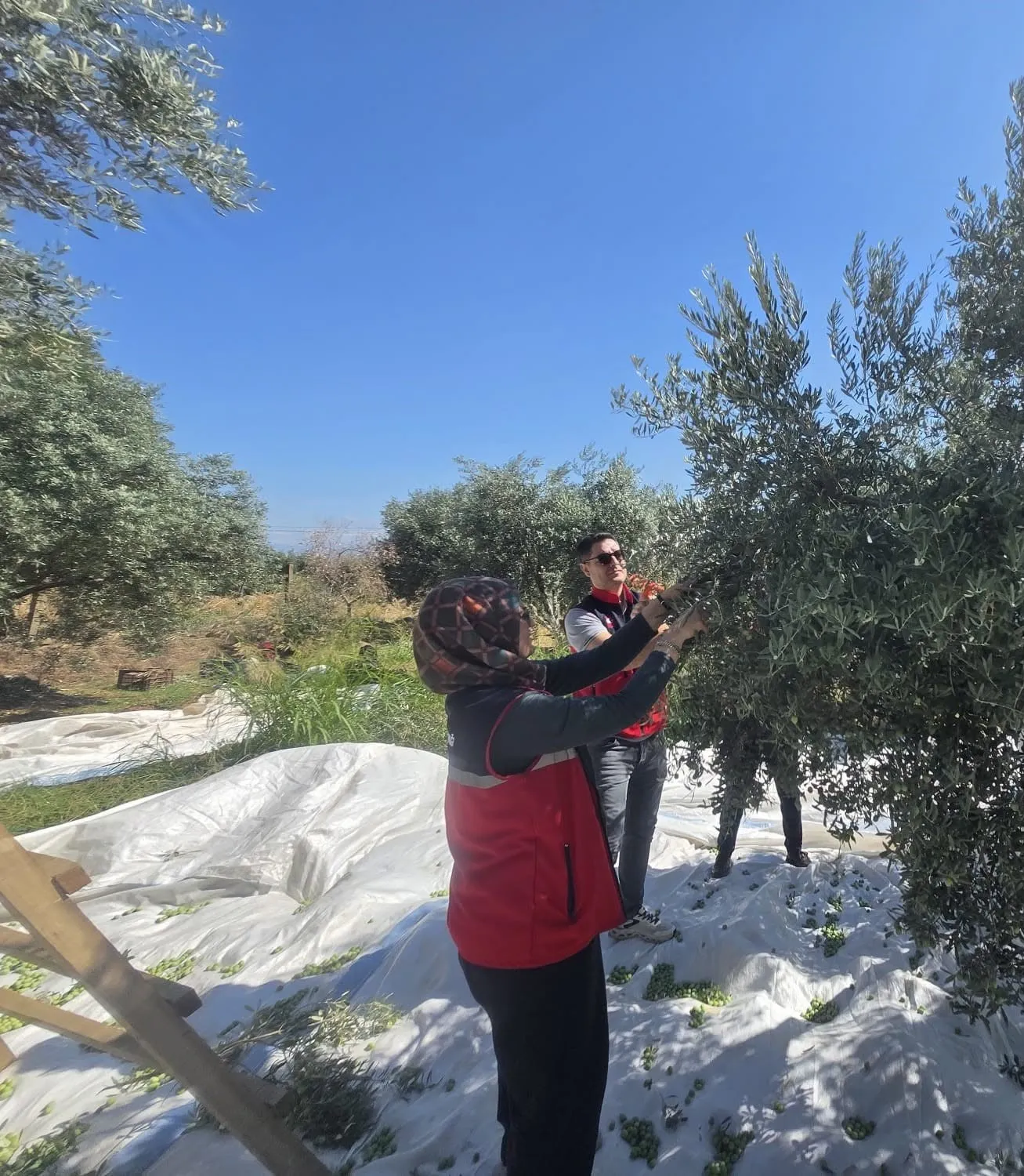 Bozdoğan’da zeytin bereketi: Müdür Erdem üreticinin yanında