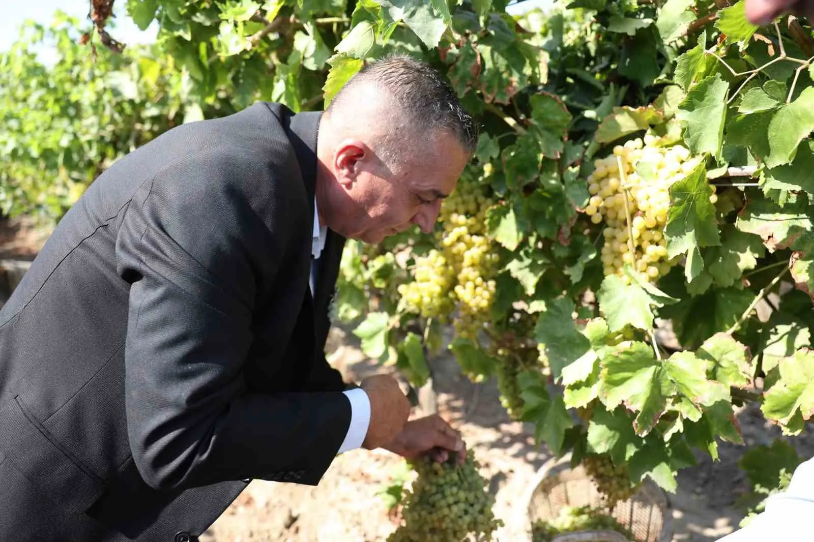 Manisa’da üzüm bereketi dört gün boyunca şölene dönüştü