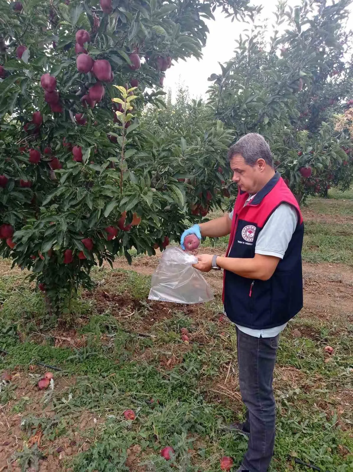 Çivril elmasında hasat öncesi sıkı denetim: Sofralara güvenle ulaşacak