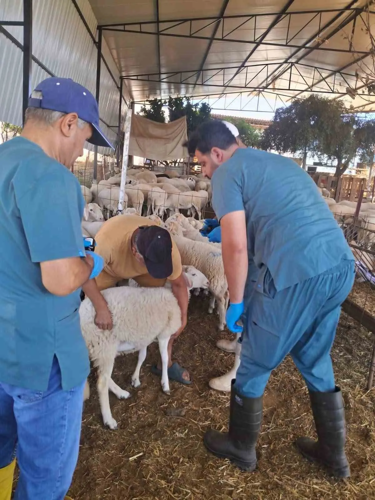 Köşk’te Hayvan Sağlığında İzlenebilirlik: Sürüler Artık Küpeyle Kimlikli
