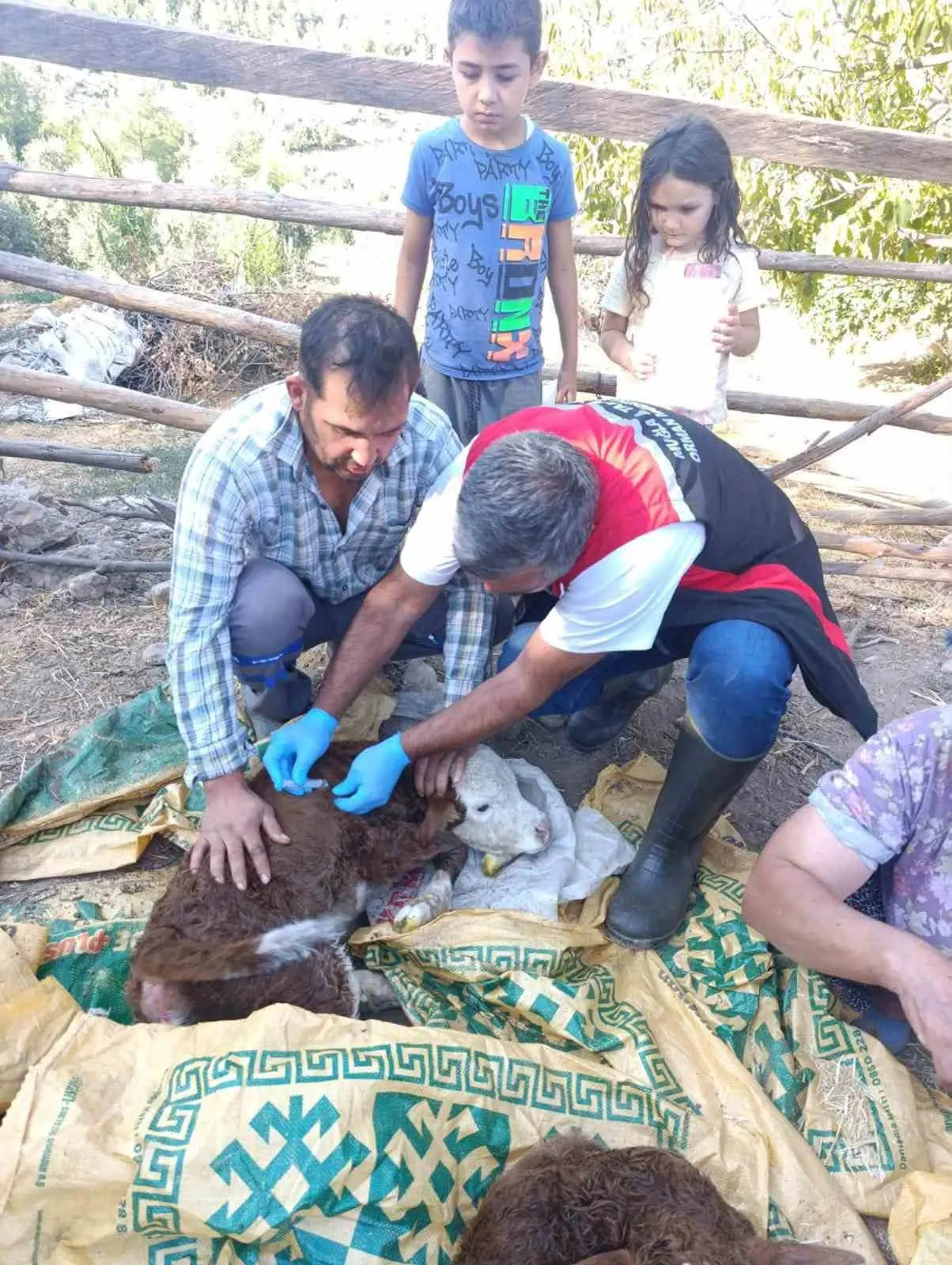 Muğla'da buzağı ölümlerine karşı 7/24 ihbar hattı: İlk 24 saat hayati önem taşıyor