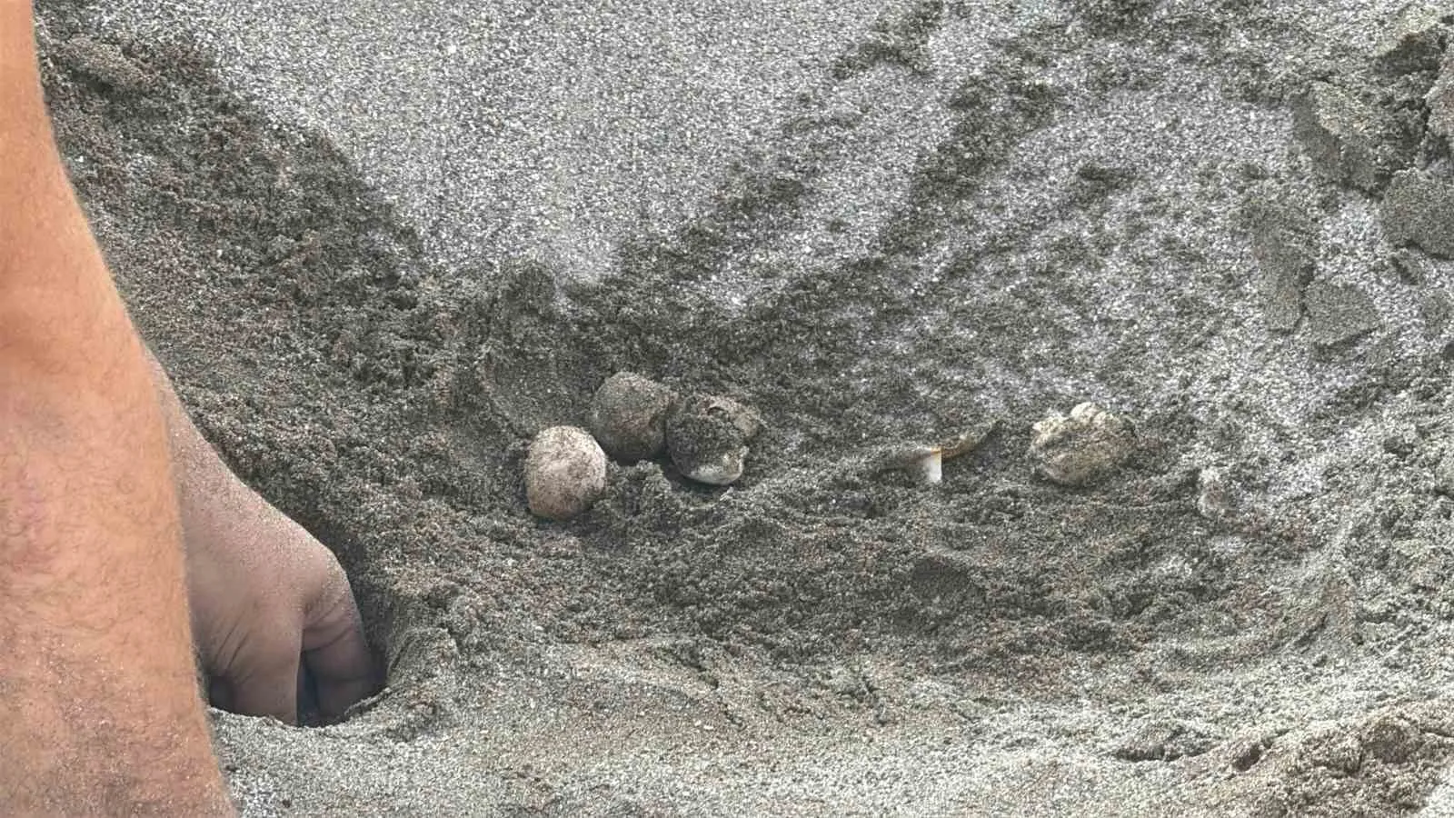 Bodrum'un kumsallarında mucizevi anlar: 62 minik yaşam mavi sulara kavuştu