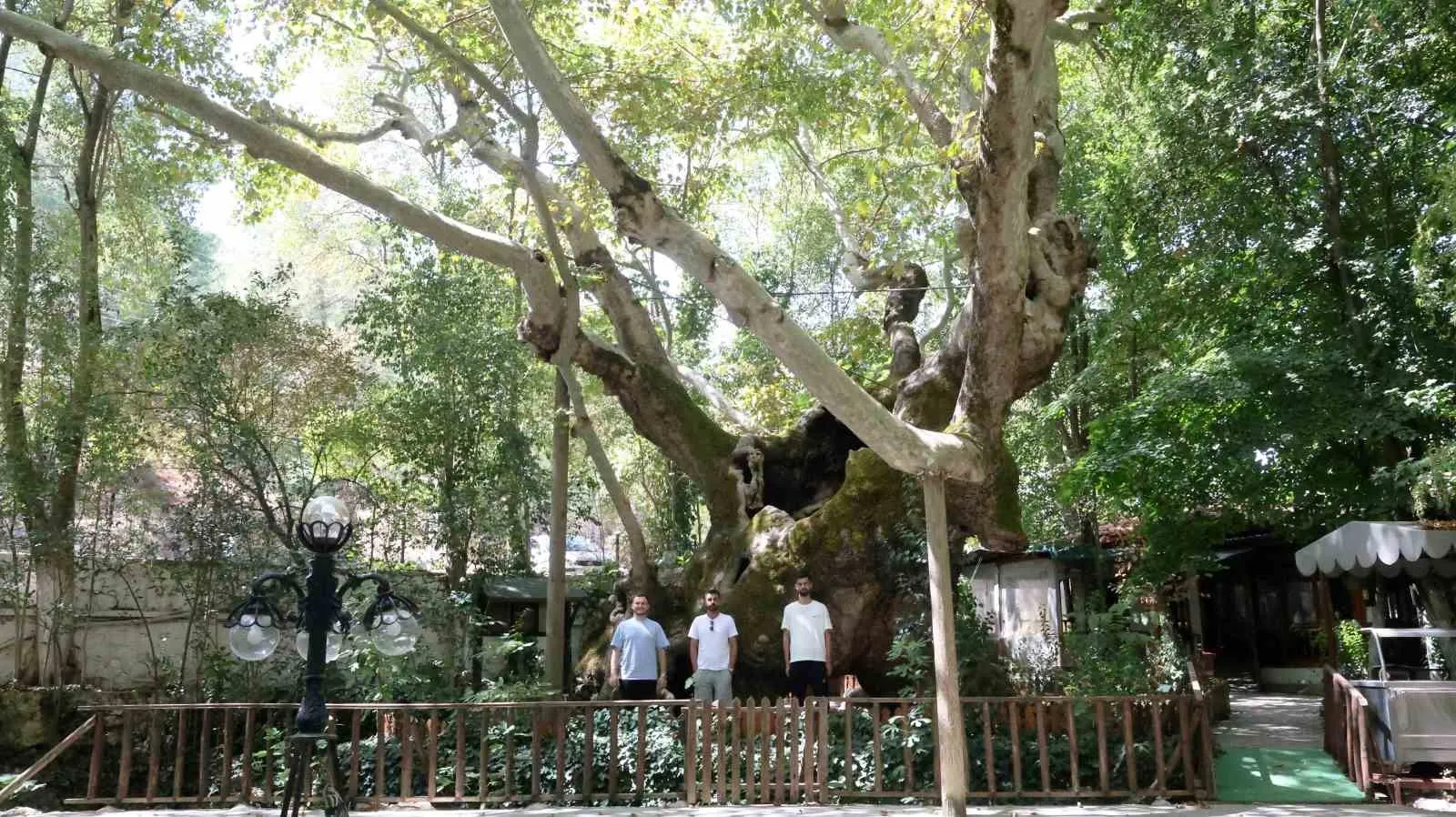 Muğla’nın yaşayan efsanesi: 854 yıldır toprağa kök salan devasa tanık