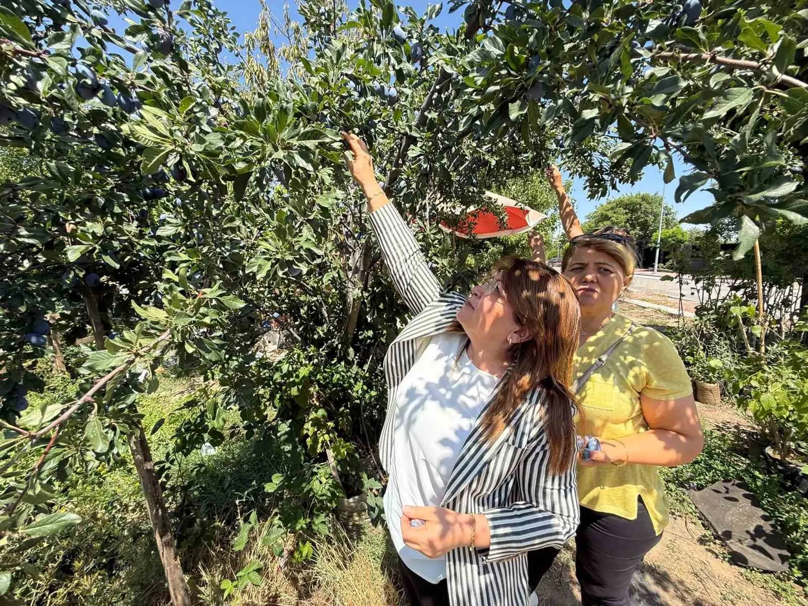 Çivril’de şeftali bahçelerinde acı itiraf: Kendi toprağımda işçi olmayı tercih ederdim