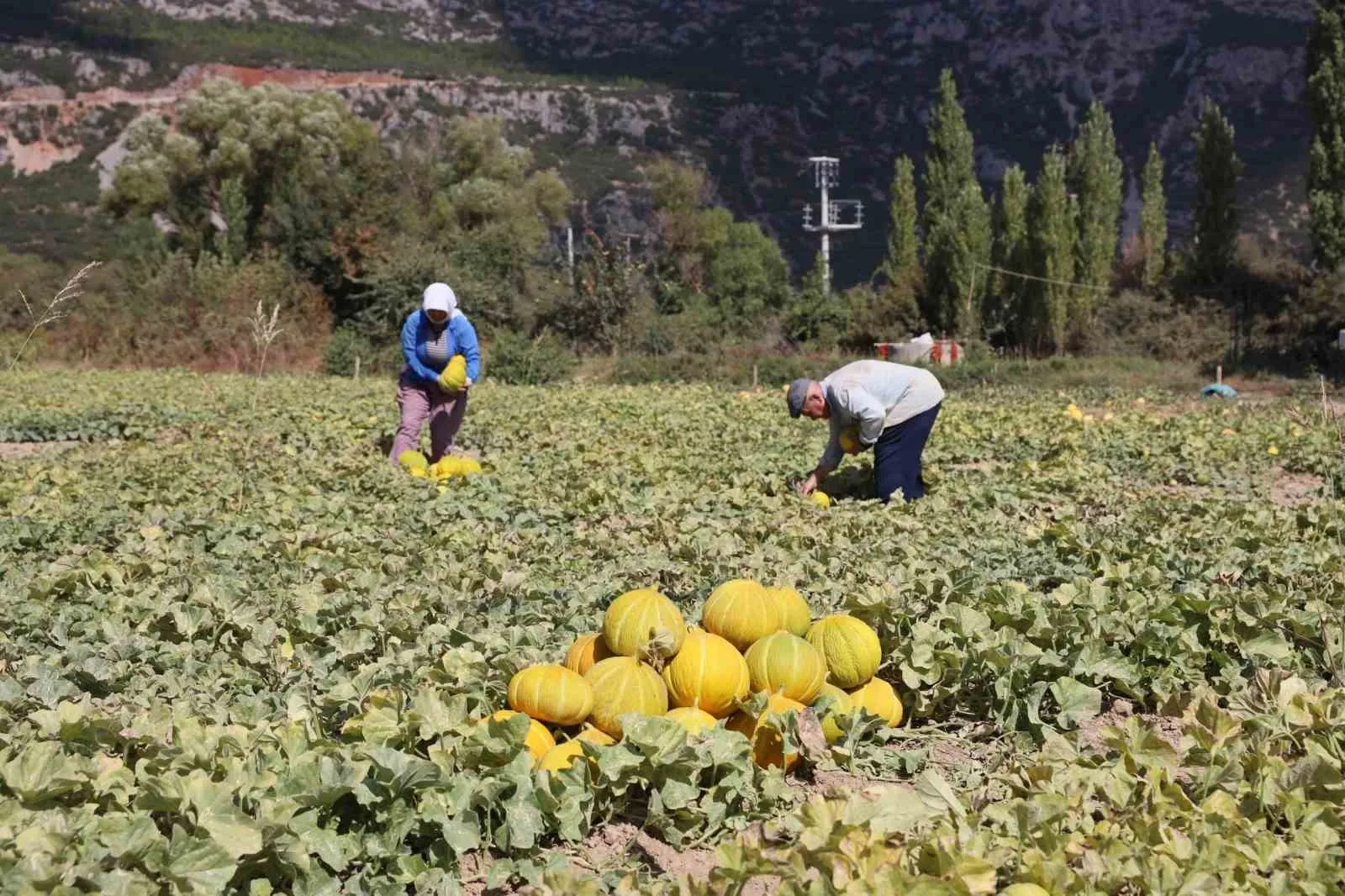 Muğla’da ata tohumu seferberliği: Yayla kavununda hasat bereketi