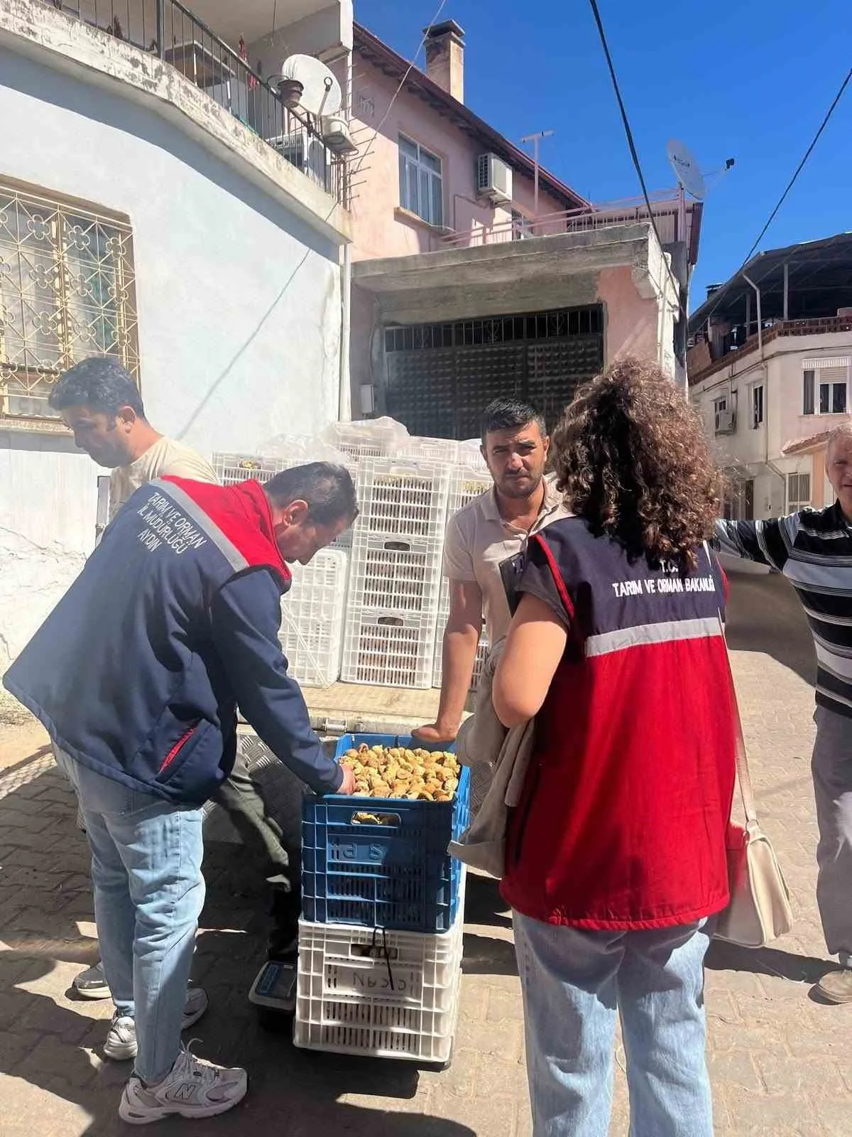 Aydın incirinde kalite nöbeti: Bozdoğan’da ürünler mercek altında