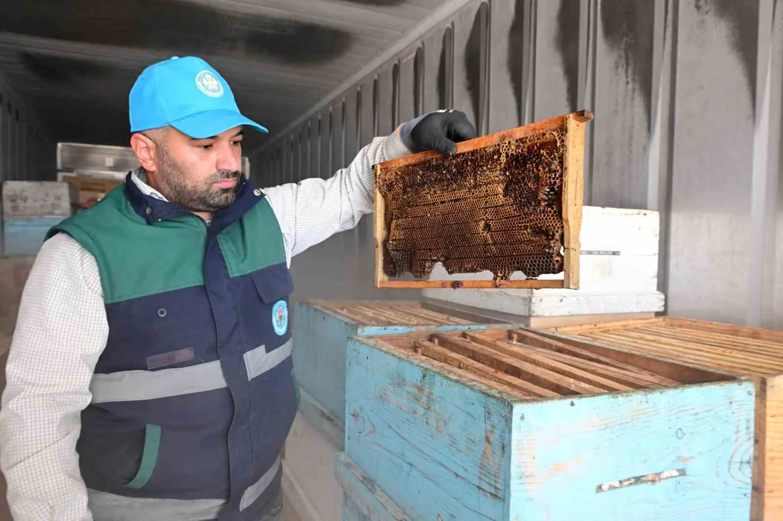Arıcıların hasat sonrası kabusu bitti: Petekler dondurucu soğukla güvence altında