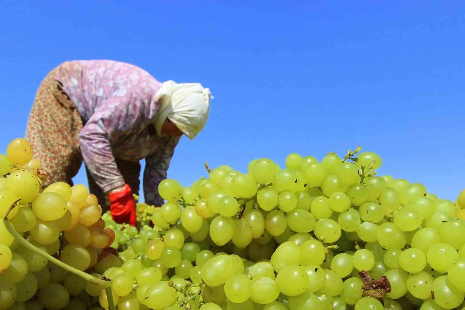 Üzümde Yeni Dönem: TARİŞ’ten Üreticiye 80 TL’lik Ön Ödeme Güvencesi
