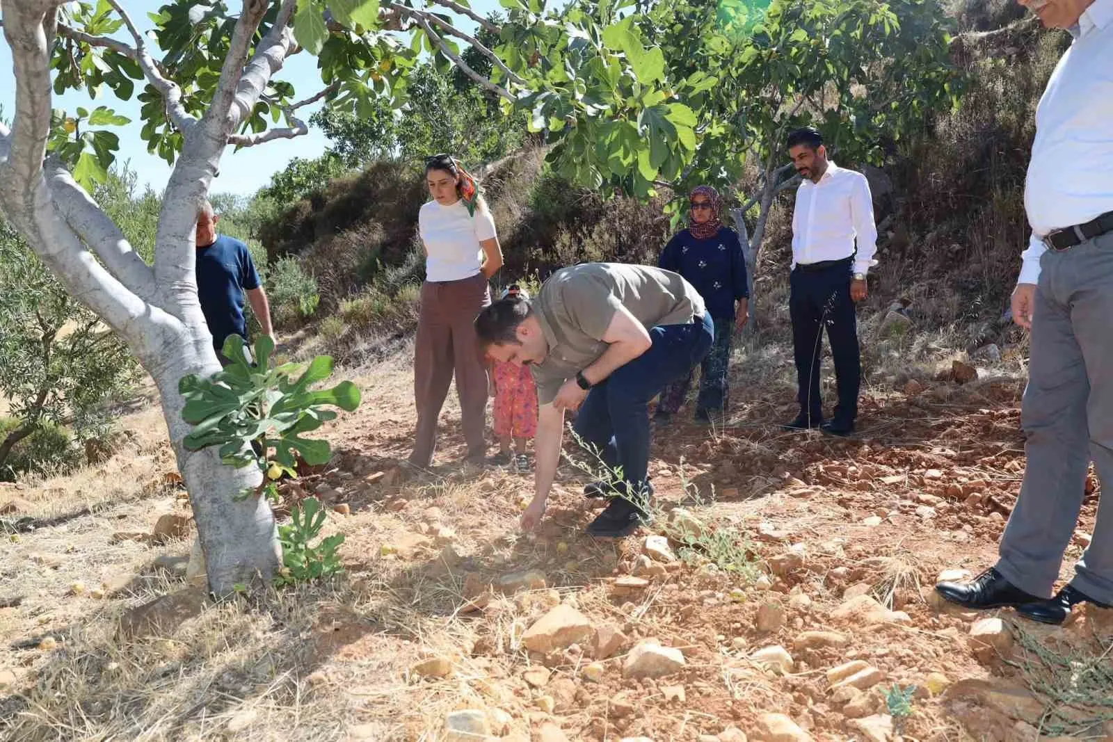 İncir bahçelerinde hummalı çalışma: Kaymakam Battal’dan üreticiye moral ziyareti