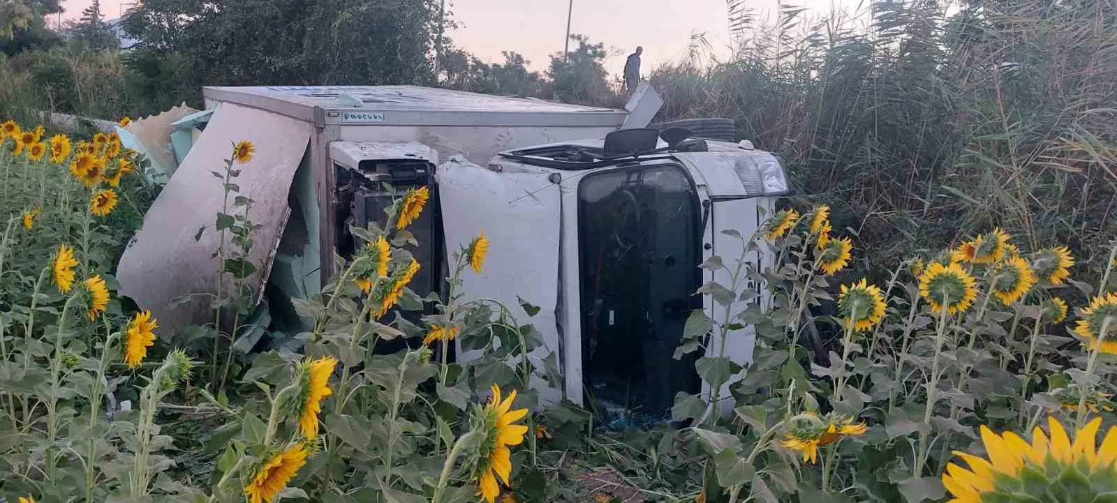 Aydın'da korkutan kaza: Kontrolden çıkan araç tarlaya devrildi