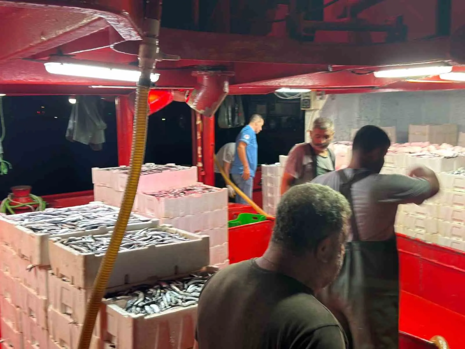 Didim sularında hamsi mesaisi: Gelecek nesiller için sıkı denetim