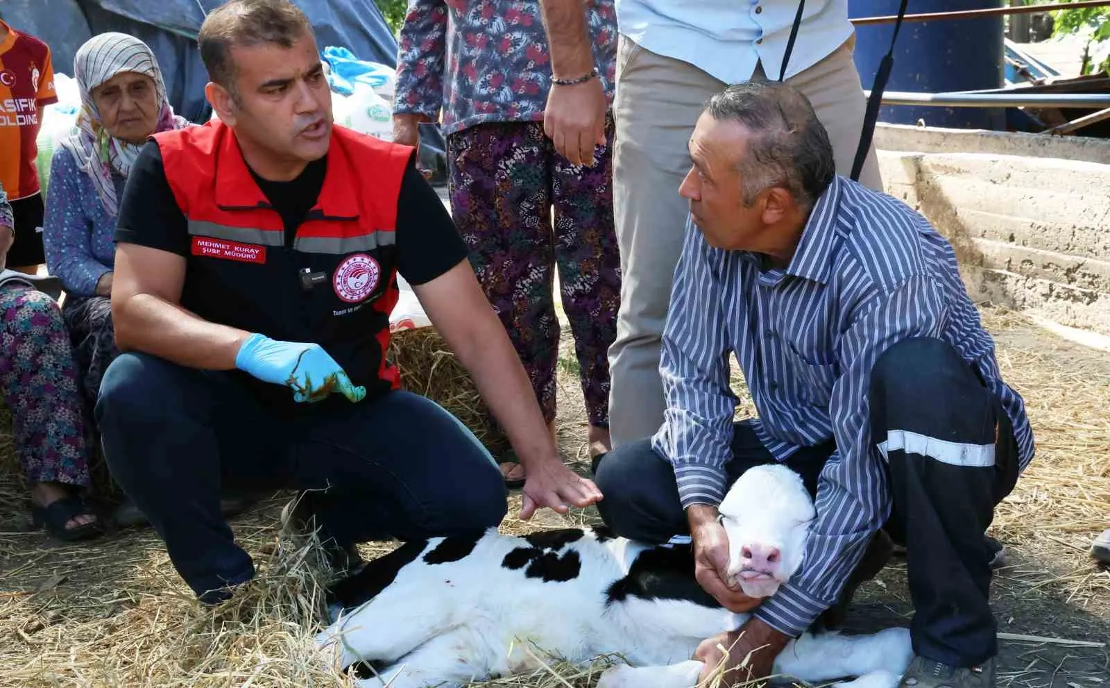 Muğla’da hayvancılığın geleceği için kritik hamle: Buzağı kayıplarına karşı 30 kişilik özel ekip